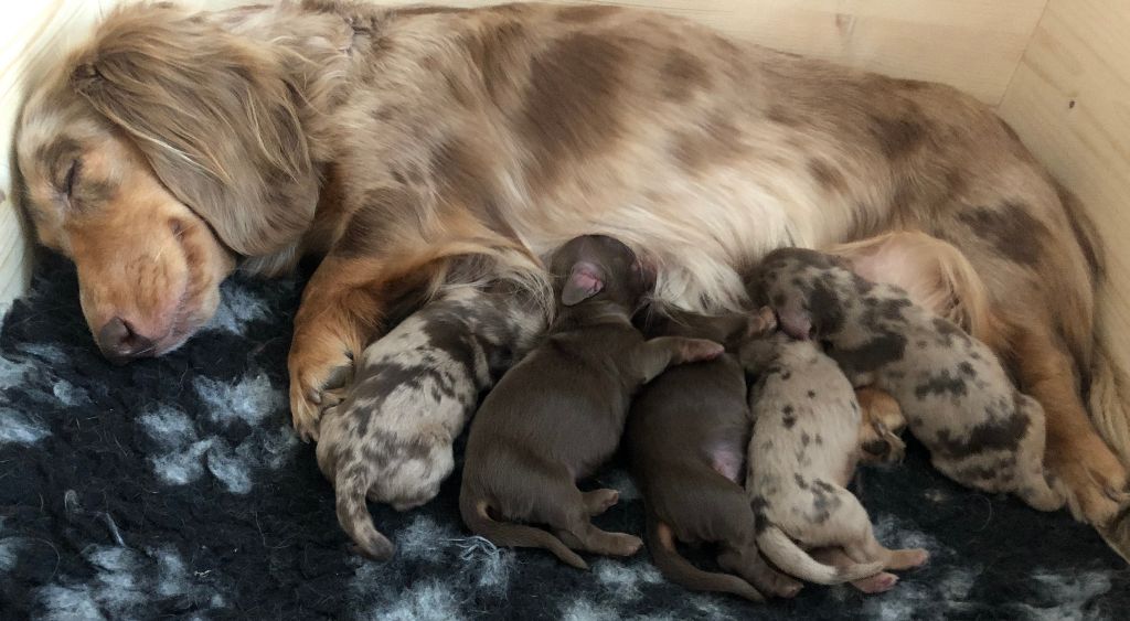 chiot Teckel poil long Du Parc Chambely